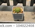 A round cactus in a white pot is placed in the midday sun. 104022408