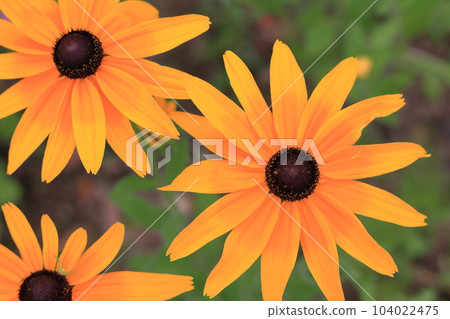 黃金菊花特寫 104022475