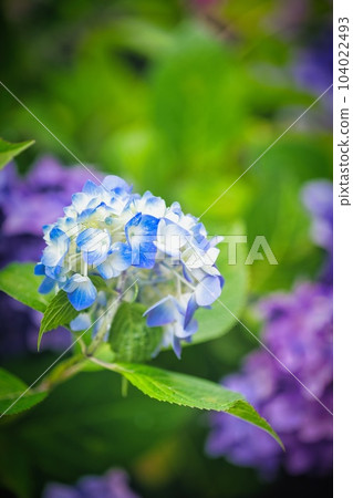 Hydrangea Hydrangea 104022493