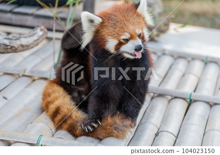 Innocent Red Panda Innocent Red Panda 104023150