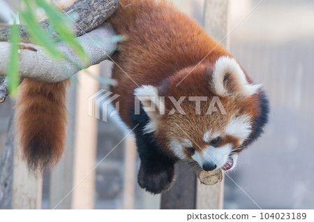 Innocent Red Panda 104023189