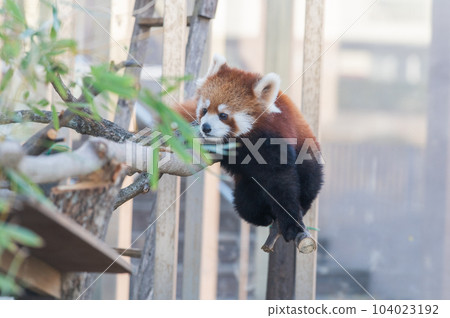 無辜的小熊貓 104023192