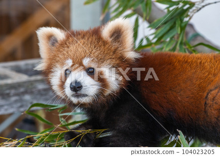 Innocent Red Panda 104023205