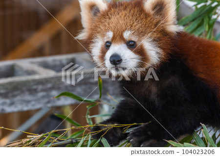 Innocent Red Panda Innocent Red Panda 104023206