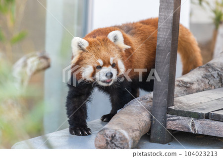 Innocent Red Panda Innocent Red Panda 104023213