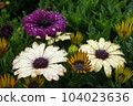 Osteospermum blooming in the rain 104023636