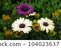Osteospermum blooming in the rain 104023637
