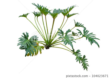 Philodendron xanadu Tropical nature plant 104023671