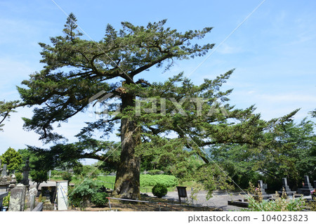 十林寺的大樹、冷杉 十林寺的大樹、冷杉 104023823