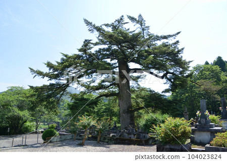 十林寺的大樹、冷杉 十林寺的大樹、冷杉 104023824
