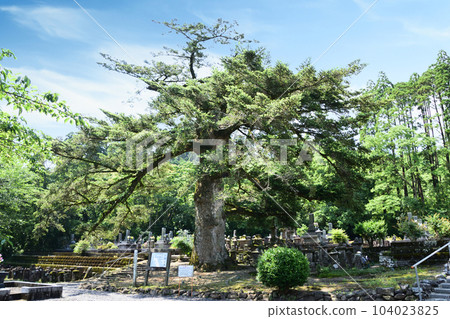 十林寺的大樹、冷杉 十林寺的大樹、冷杉 104023825