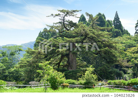十林寺的大樹、冷杉 十林寺的大樹、冷杉 104023826