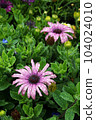 Osteospermum blooming in the rain 104024010