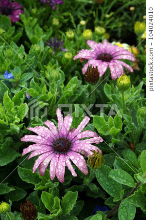 Osteospermum blooming in the rain 104024010