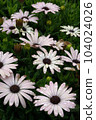 Osteospermum blooming in the rain 104024026