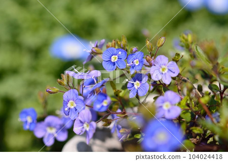 維羅妮卡·牛津藍 104024418