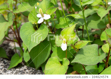 Hokkaido Hokkaido 104024574