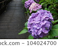 Hydrangea in the rain 104024700