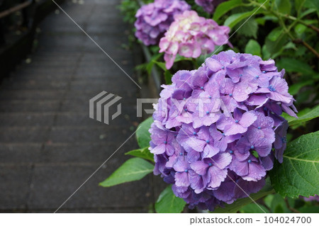 雨中的繡球花 104024700