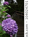 Hydrangea in the rain 104024701