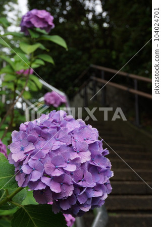 雨中的繡球花 雨中的繡球花 104024701