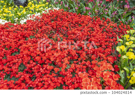 Begonias are one of our most popular plants, Typically used as houseplants and in shaded summer beds 104024814