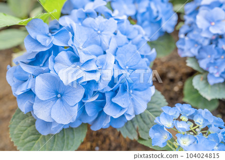 The blue hydrangea flowers growing in the garden, floral background 104024815
