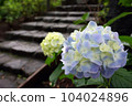 Hydrangea in the rain 104024896