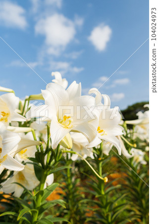 Blue sky and lily flowers (Okinoerabu Island) 104024973