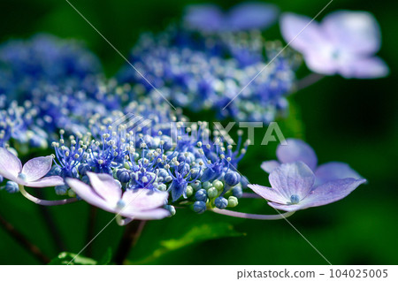 藍色額頭繡球花 104025005