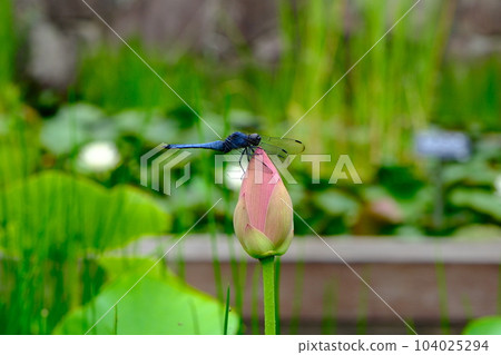 A dragonfly taking a rest at Oga lotus A dragonfly taking a rest at Oga lotus 104025294