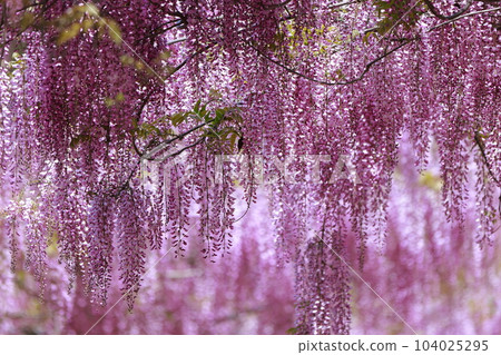 Wisteria flowers swaying in the breeze Wisteria flowers swaying in the breeze 104025295