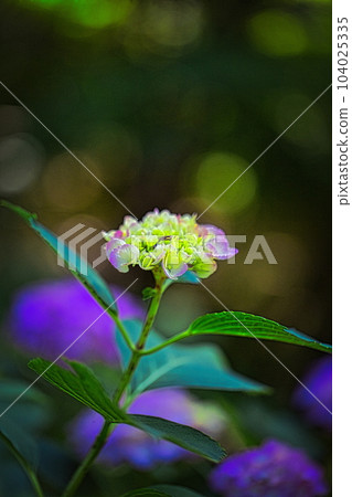 Colorful hydrangeas bloom in parks and walking paths during the rainy season in Japan Colorful hydrangeas bloom in parks and walking paths during the rainy season in Japan 104025335