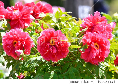 盛開的牡丹花 104025431