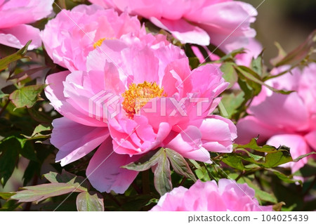 Blooming Peony Flower 104025439