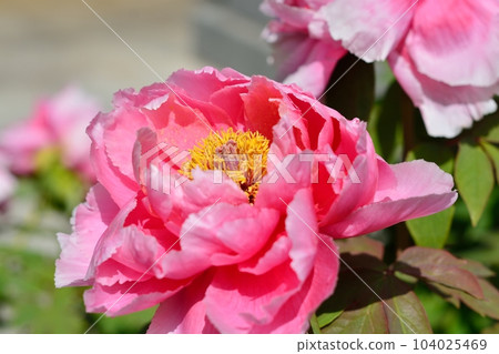 Blooming Peony Flower 104025469
