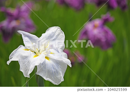 Flowers of irises 104025599