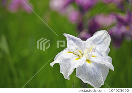 Flowers of irises Flowers of irises 104025600