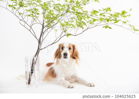 Kooikerhondje 躺在 Enkianthus perulatus 下 104025625