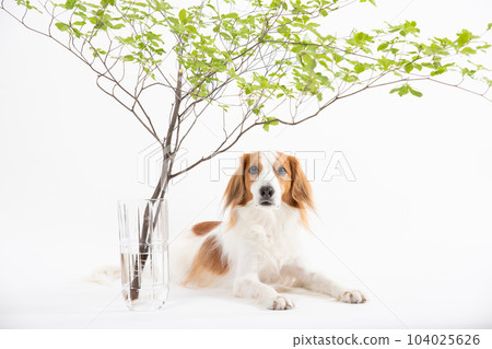 Kooikerhondje 躺在 Enkianthus perulatus 下 104025626