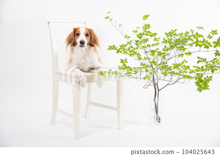 Enkianthus perulatus 和 Kooikerhondie 躺在椅子上 Enkianthus perulatus 和 Kooikerhondie 躺在椅子上 104025643