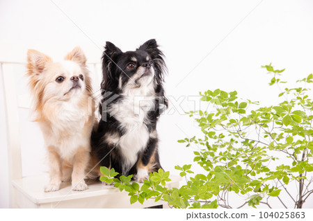 Enkianthus perulatus and two Chihuahuas looking up 104025863