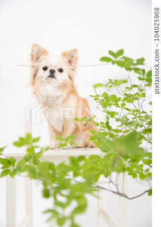 Enkianthus perulatus and a cream-colored Chihuahua sitting on a chair Enkianthus perulatus and a cream-colored Chihuahua sitting on a chair 104025908