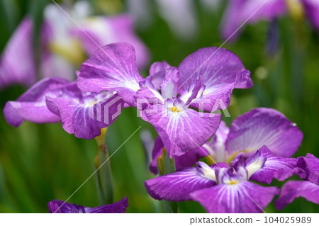 Horikiri虹膜庭院在Katsushika病區，東京 104025989