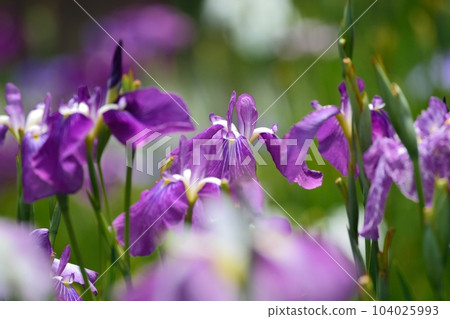 Horikiri虹膜庭院在Katsushika病區,東京 Horikiri虹膜庭院在Katsushika病區,東京 104025993