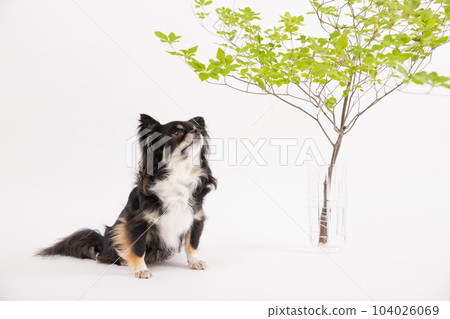 Enkianthus perulatus 和一隻黑色的吉娃娃抬頭 Enkianthus perulatus 和一隻黑色的吉娃娃抬頭 104026069