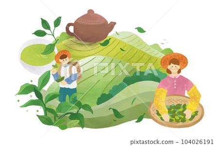 Tea farmers collecting tea leaves 104026191