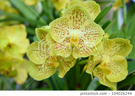 beautiful yellow orchids in the garden beautiful yellow orchids in the garden 104026244