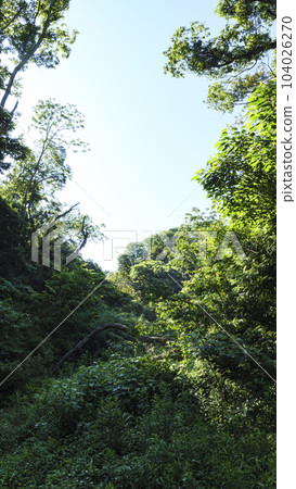 Marshy初夏 104026270