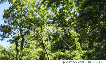 Marshy early summer 104026330